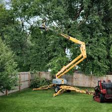 Trusted Rio Dell, CA Tree Removal and Landscaping Services Experts